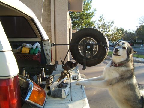 1988 Ford Bronco - The pooch approving of my score at the junkyard.