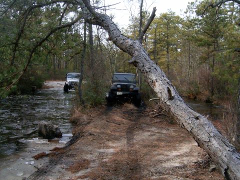 1986 Ford F-250 - Two Jeeps navigate a challenging, wet trail through a forest, with a large fallen tree obstructing the path.