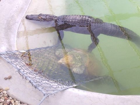 1979 Ford F-150 - 105 year old alligator snapper and a gator at the Gator House, Jennings, LA