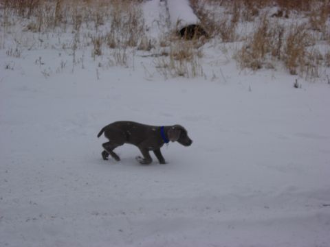 1987 Ford Bronco - A dog with a blue collar runs through a snow-covered field, with dry grass and a fallen log visible.