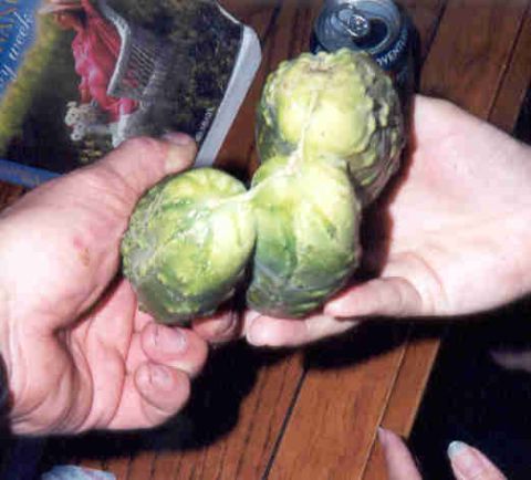 1989 Ford Bronco - A close-up view of two brussels sprouts being held by hands, with a magazine and a soda can visible in the background.