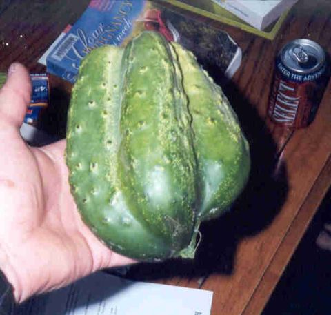 1989 Ford Bronco - This unusually shaped cucumber is being held by a person's hand, with a soda can nearby.