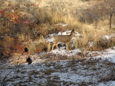 1994 Ford C-350 (Centurion Conversions) - A deer stands alert in a winter landscape with snow on the ground and dry vegetation.