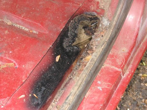 1985 Ford F-350 - This close-up shows significant rust and damage on a red vehicle panel, with water pooling in the corroded area.
