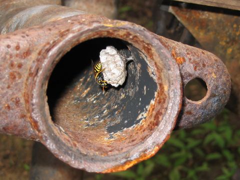 1985 Ford F-350 - Wasp nest construction underway inside a corroded exhaust pipe section.