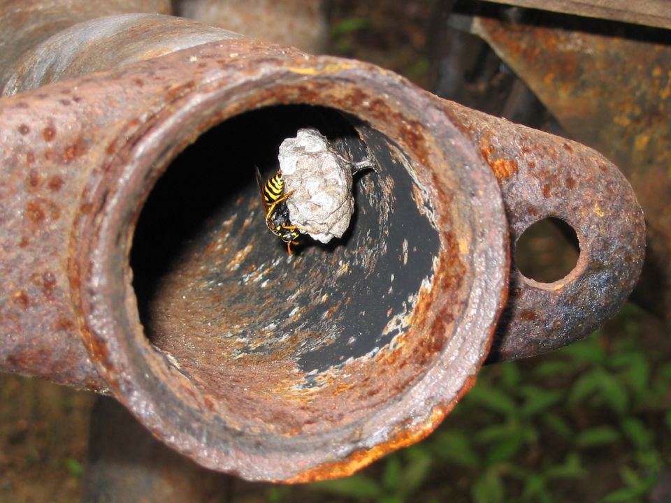 Wasp building nest inside a rusty, hollow pipe section