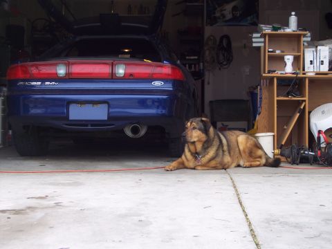 1995 Ford Probe - A 1995 Ford Probe GT is parked in a garage with its trunk open, while a dog rests nearby.