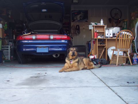 1995 Ford Probe - A dog rests in a garage in front of a blue coupe with its trunk open, surrounded by various items.
