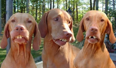 1994 Ford Bronco - Three dogs with unusual teeth are captured in a close-up outdoor shot.