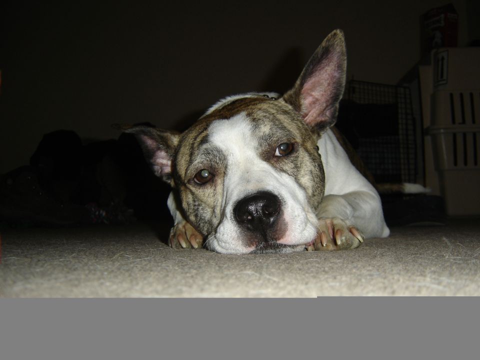 Brindle and white dog resting its head on carpet, looking at the camera, pet crates behind it