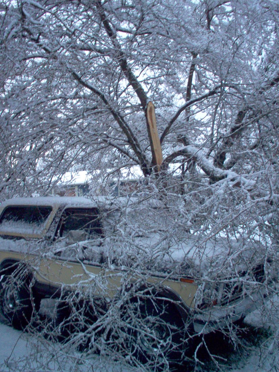 Tan full-size SUV crushed under ice-covered snapped tree branch during winter storm