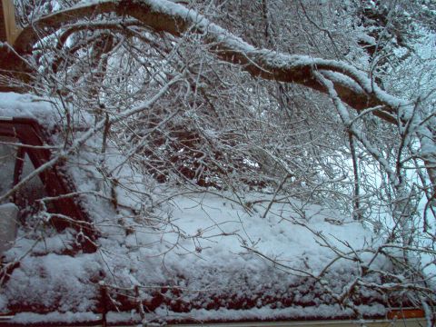 1979 Ford Bronco - A vehicle is partially buried under snow, with tree branches laden with snow resting on top.