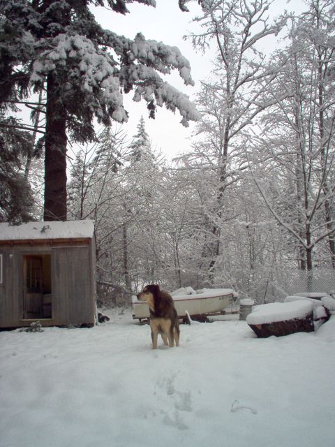 2001 Ford Taurus - A dog stands in a snow-covered yard with a shed and boats visible.