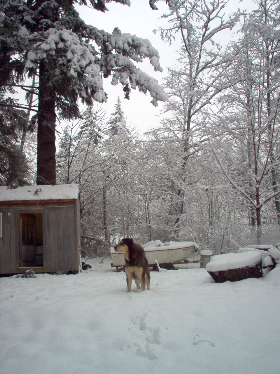 Dog standing in a snowy yard next to a small shed and two boats covered in snow
