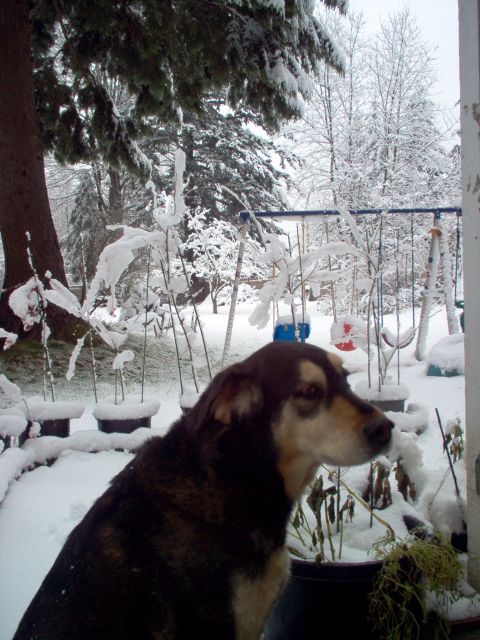 2001 Ford Taurus - A dog surveys its snowy surroundings on a winter day.