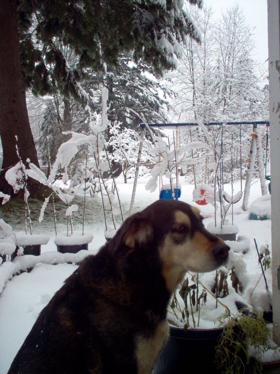 Dog sitting in a snowy backyard with plants and a swing set visible
