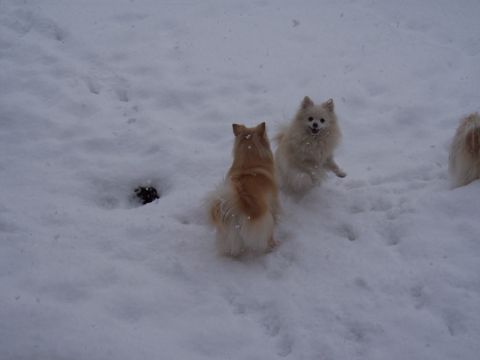 1972 Ford Ranchero - Dogs enjoying a snowy day outdoors.