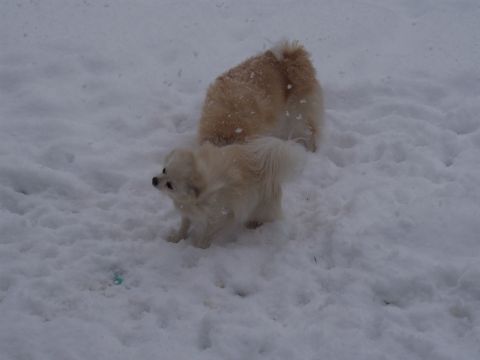 1972 Ford Ranchero - Two dogs are playing together in a snowy outdoor area.