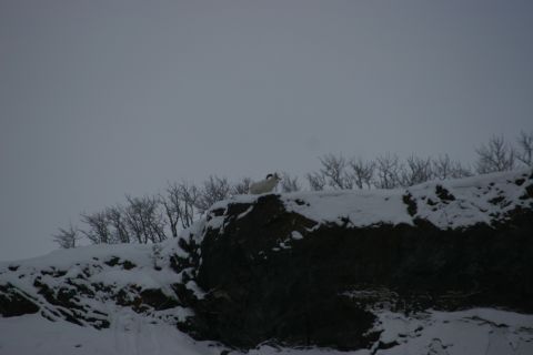 2003 Jeep TJ - A Dall sheep surveys the snowy landscape from its perch on a rocky outcrop.