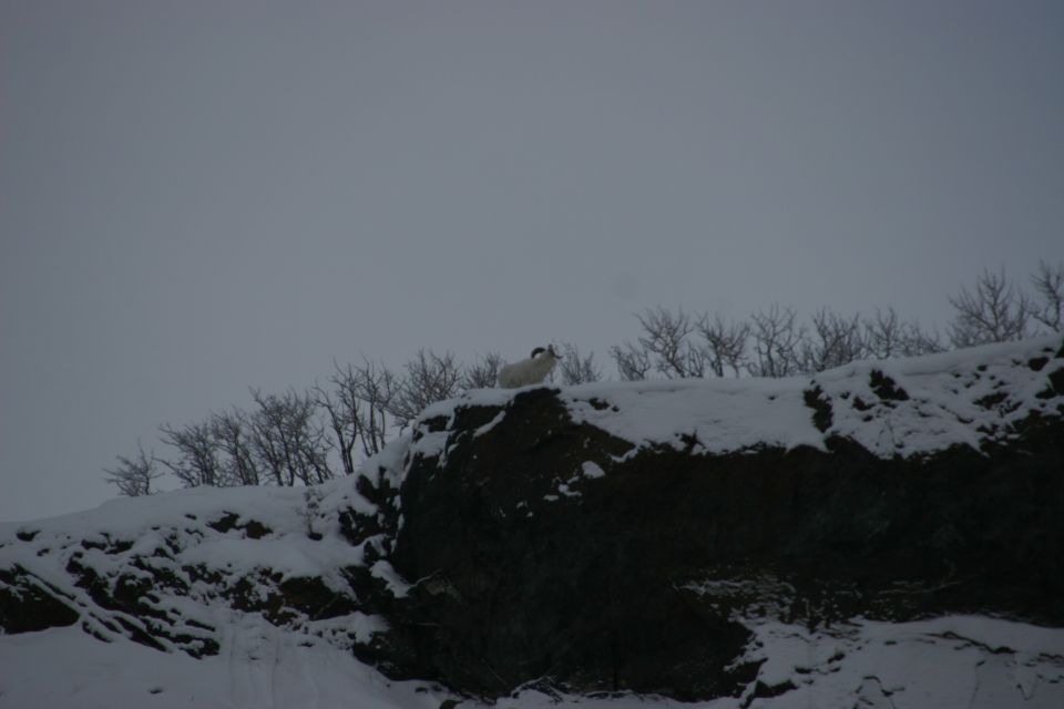 White Dall sheep with curved horns stands on a snow-covered rocky ridge with bare trees behind it under a gray sky