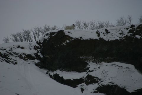 2003 Jeep TJ - A Dall's sheep surveys the snowy landscape from a rocky outcrop.