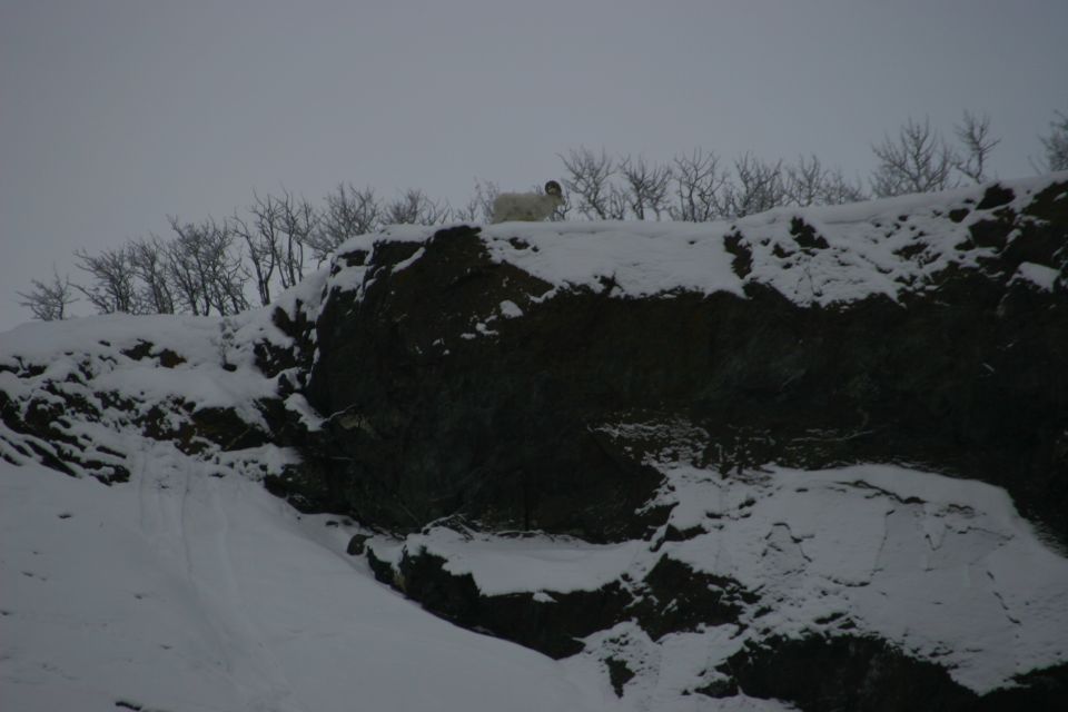 Dall's sheep stands on a snow-covered rocky ridge with bare trees behind
