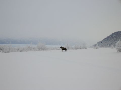 2003 Jeep TJ - A lone moose traverses a vast, snow-covered landscape under a hazy sky.