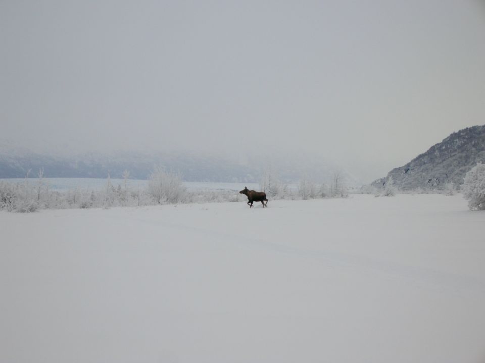 Moose running across a snow-covered field with trees and a mountain in the background