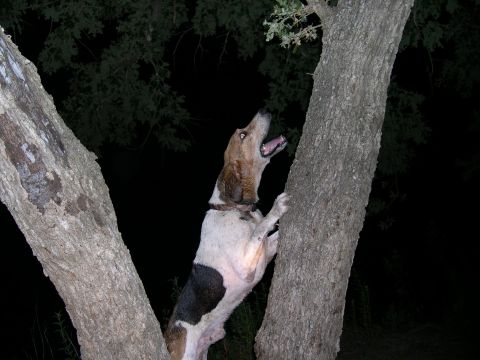 1992 Ford Bronco - A hound dog attempts to climb a tree in the dark.