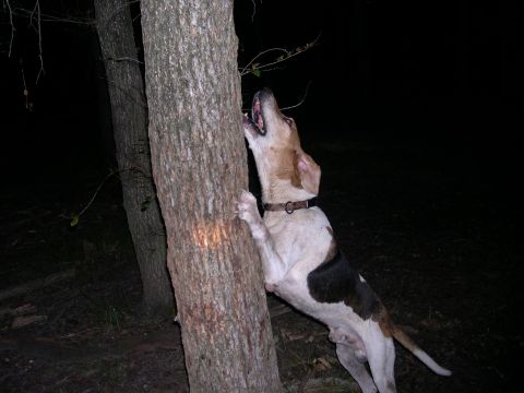1992 Ford Bronco - A dog is pictured at night, with its front paws on a tree trunk and its head looking upwards.