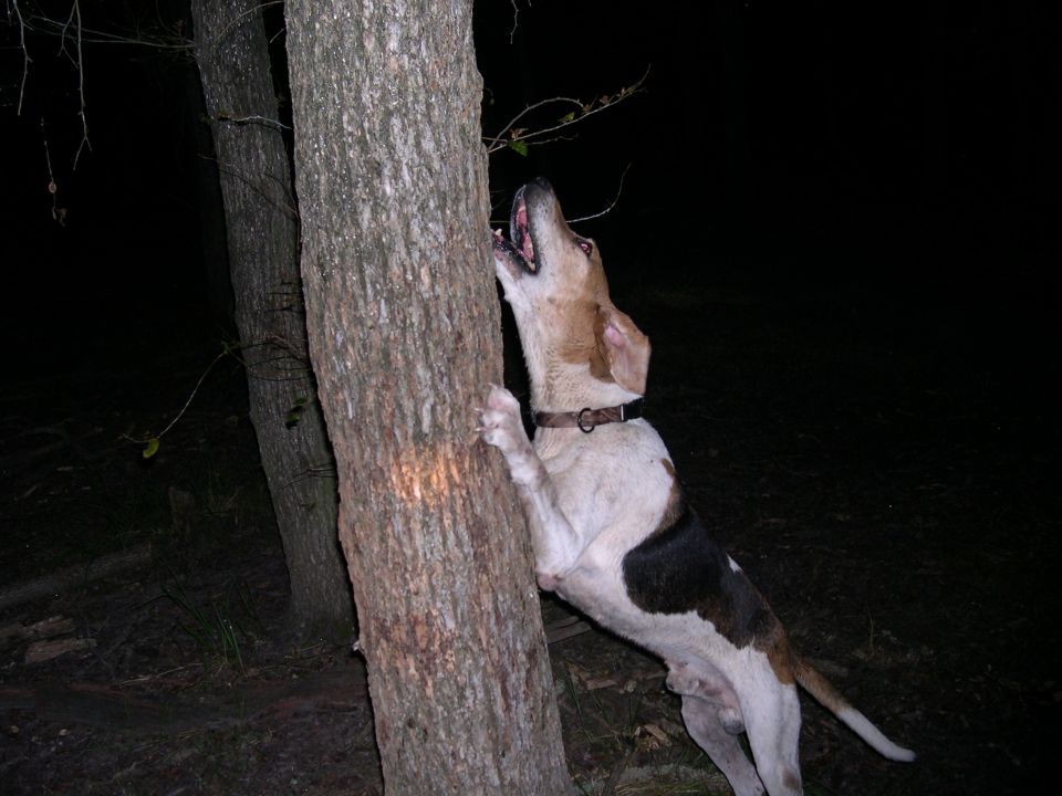 Dog with paws on tree trunk, looking up