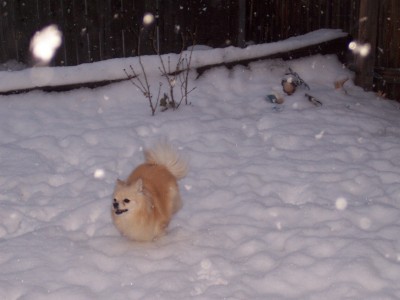 1972 Ford Ranchero - A dog plays in the snow during a winter storm.