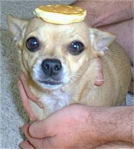 1993 Ford Bronco - A chihuahua dog is pictured with a pancake balanced on its head, with a SuperMotors logo at the bottom.