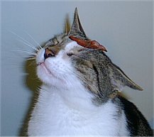 1993 Ford Bronco - A cat with its eyes closed has a slug resting on its forehead.