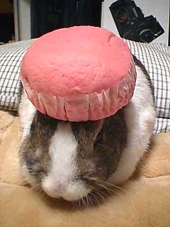 1993 Ford Bronco - This bunny is wearing a pink cupcake liner as a hat. Supermotors logo is in the corner.