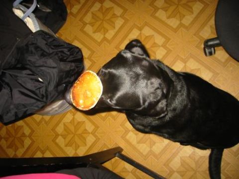1993 Ford Bronco - A black dog is focused on a treat it is eating.