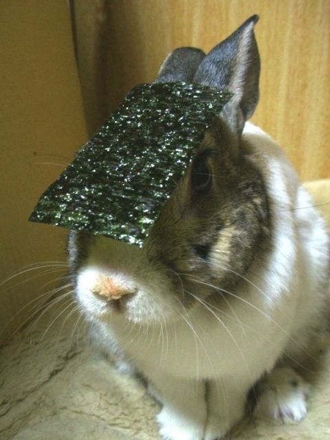 1993 Ford Bronco - This rabbit is wearing a piece of nori seaweed on its head.