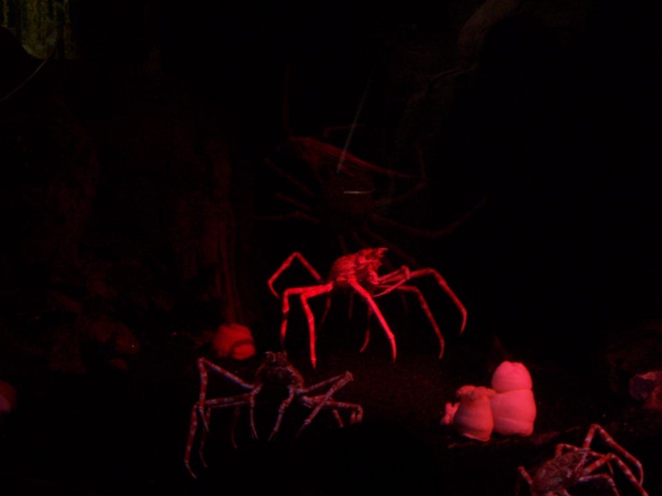Red illuminated spider models in dark enclosure with pink objects