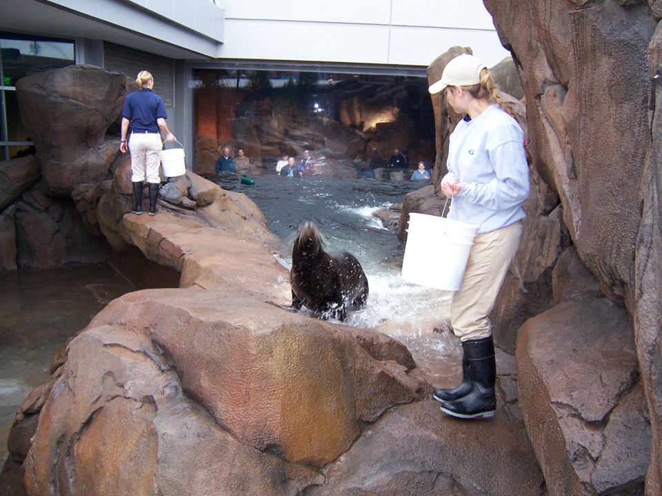 Sea lion splashing in water while trainers with buckets observe