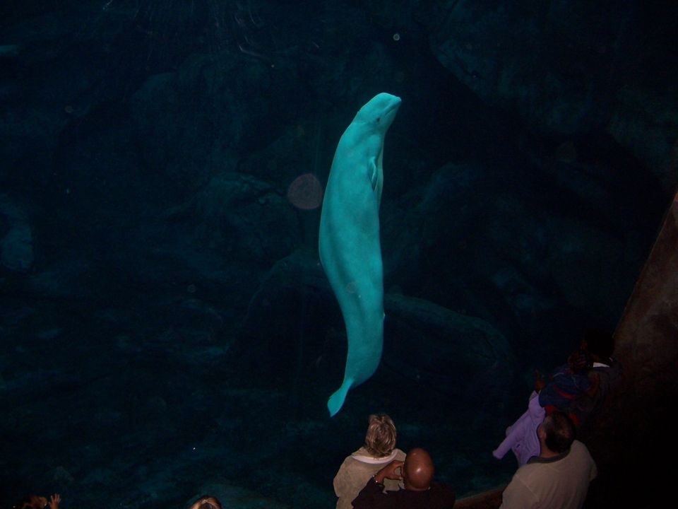 Beluga whale swimming in dark water, viewed from above by onlookers