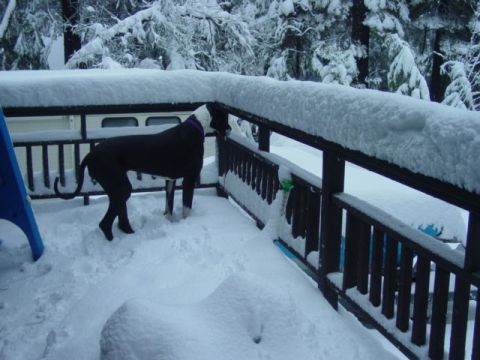 1986 Ford Bronco - A dog stands on a snow-covered deck, looking out at the winter scene.
