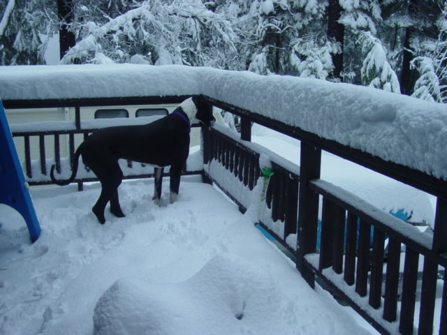 Black and white dog with purple collar on a snow-covered deck, looking over the railing