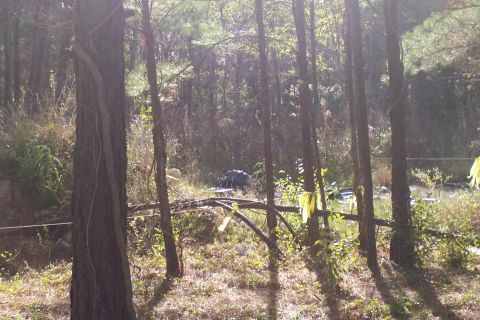 1987 Ford Bronco - A wooded area with trees and undergrowth, showing some discarded items in the distance.