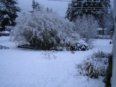 1990 Ford Bronco - A winter scene shows cars parked in a snow-covered yard with trees and bushes laden with snow.