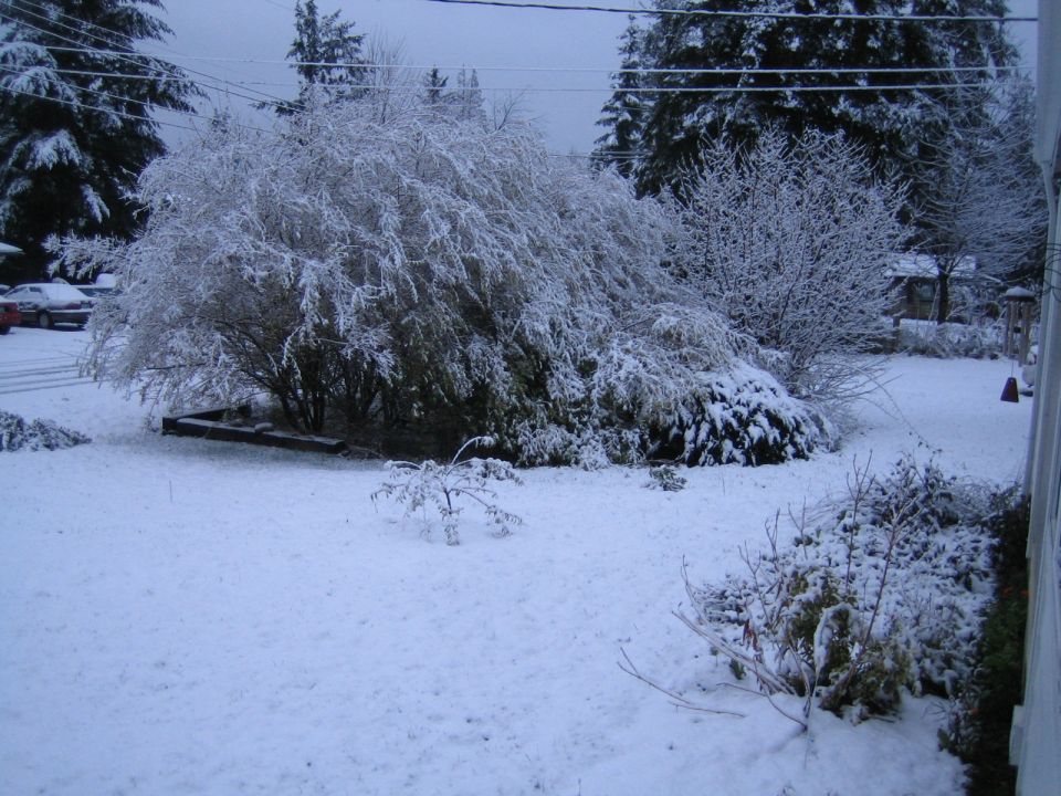 Cars parked in a snowy yard with snow-covered trees and bushes