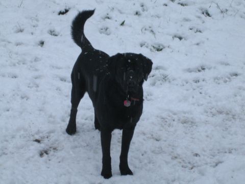 1990 Ford Bronco - A black dog stands in a snowy landscape, looking towards the camera.