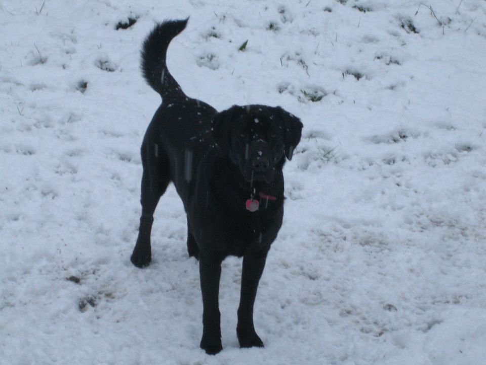 Black dog standing in snow