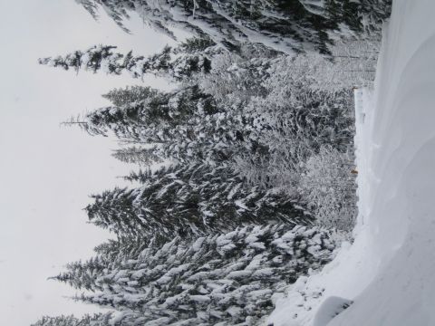 1990 Ford Bronco - A winter scene with snow-covered pine trees and a road.