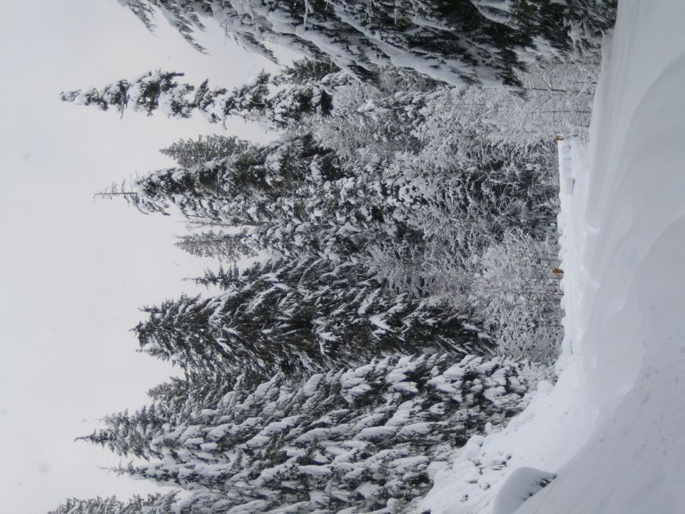 Snow-covered pine trees and a snowbank beside a road