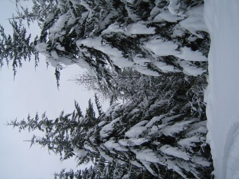 1990 Ford Bronco - Pine trees are heavily laden with snow, creating a winter scene with a large snowdrift visible.
